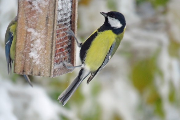 Durant le jour de neige de novembre à Châtillon, les oiseaux ont eu faim !