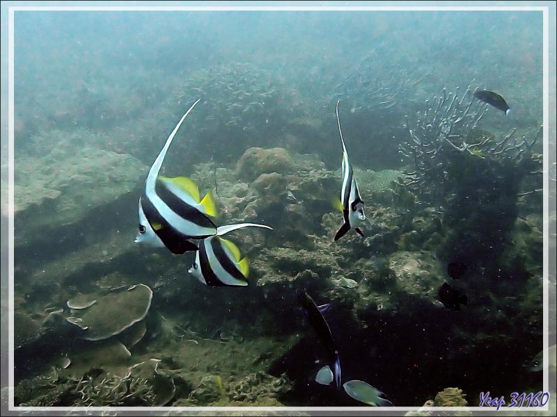 Poisson cocher commun, Pennant coralfish, Shooling bannerfish (Heniochus acuminatus) - Spot Antsoha (Rocher 4ème Frère) - Tsarabanjina - Mitsio - Madagascar