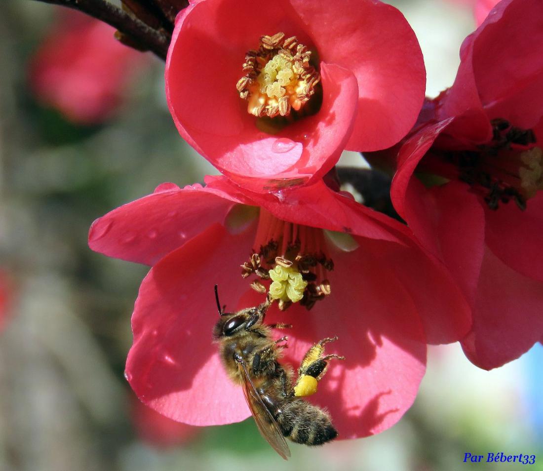 abeille sur cognassier ...