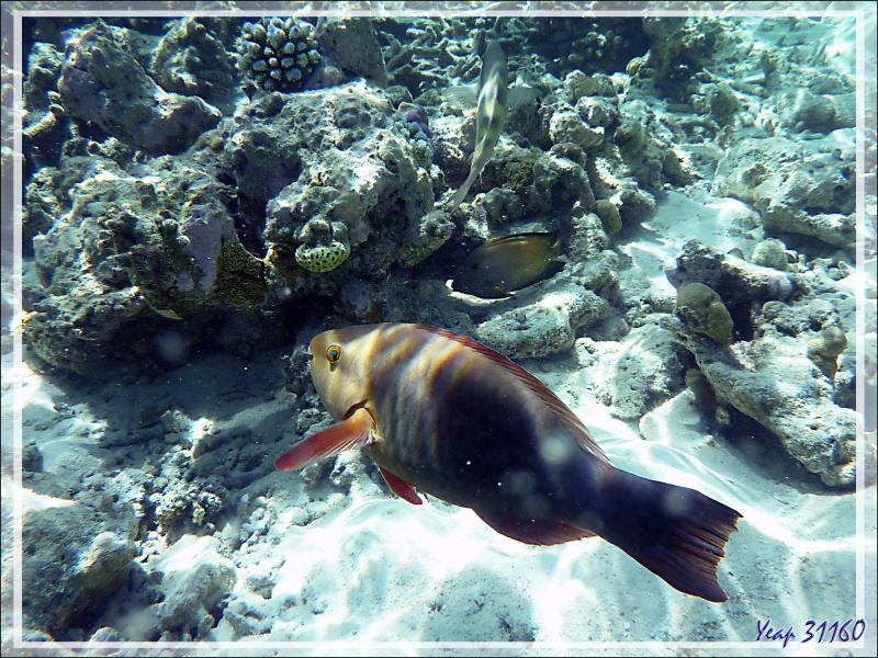 Poisson-perroquet indéterminé - Moofushi - Atoll d'Ari - Maldives