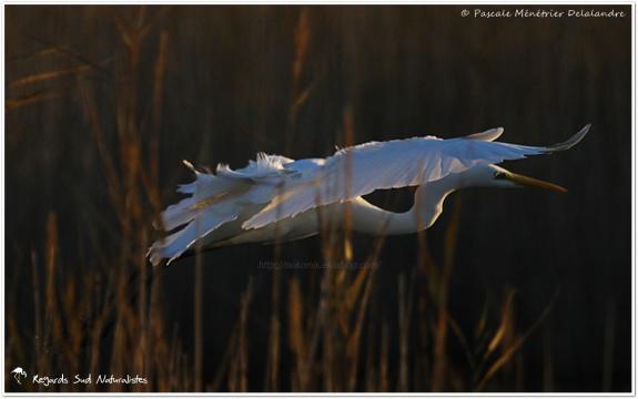 Grande aigrette dans la roselière