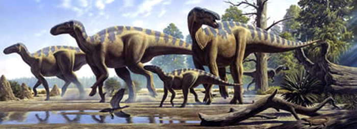 Musée de l’Iguanodon - Bernissart (B)