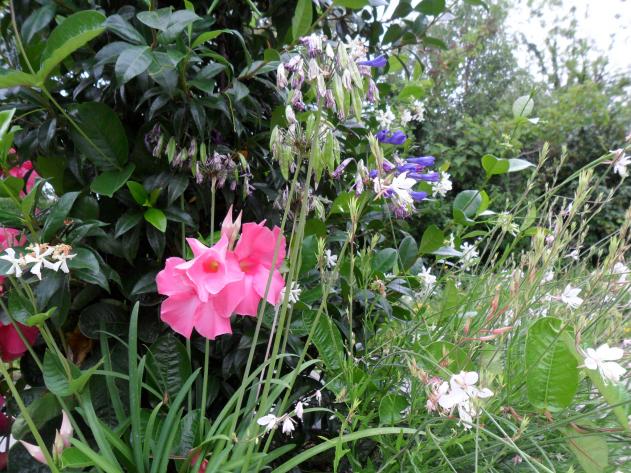 Le Jardin des Martels début Août 2016 à Giroussens (81)
