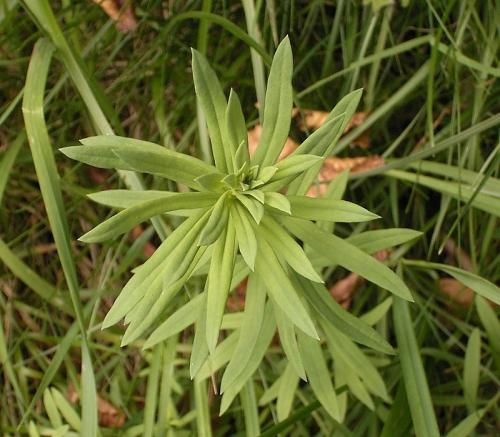Fleurs cultivées : Linaires
