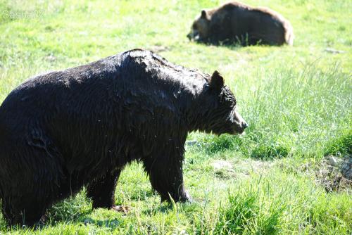 (2) L'ours brun.