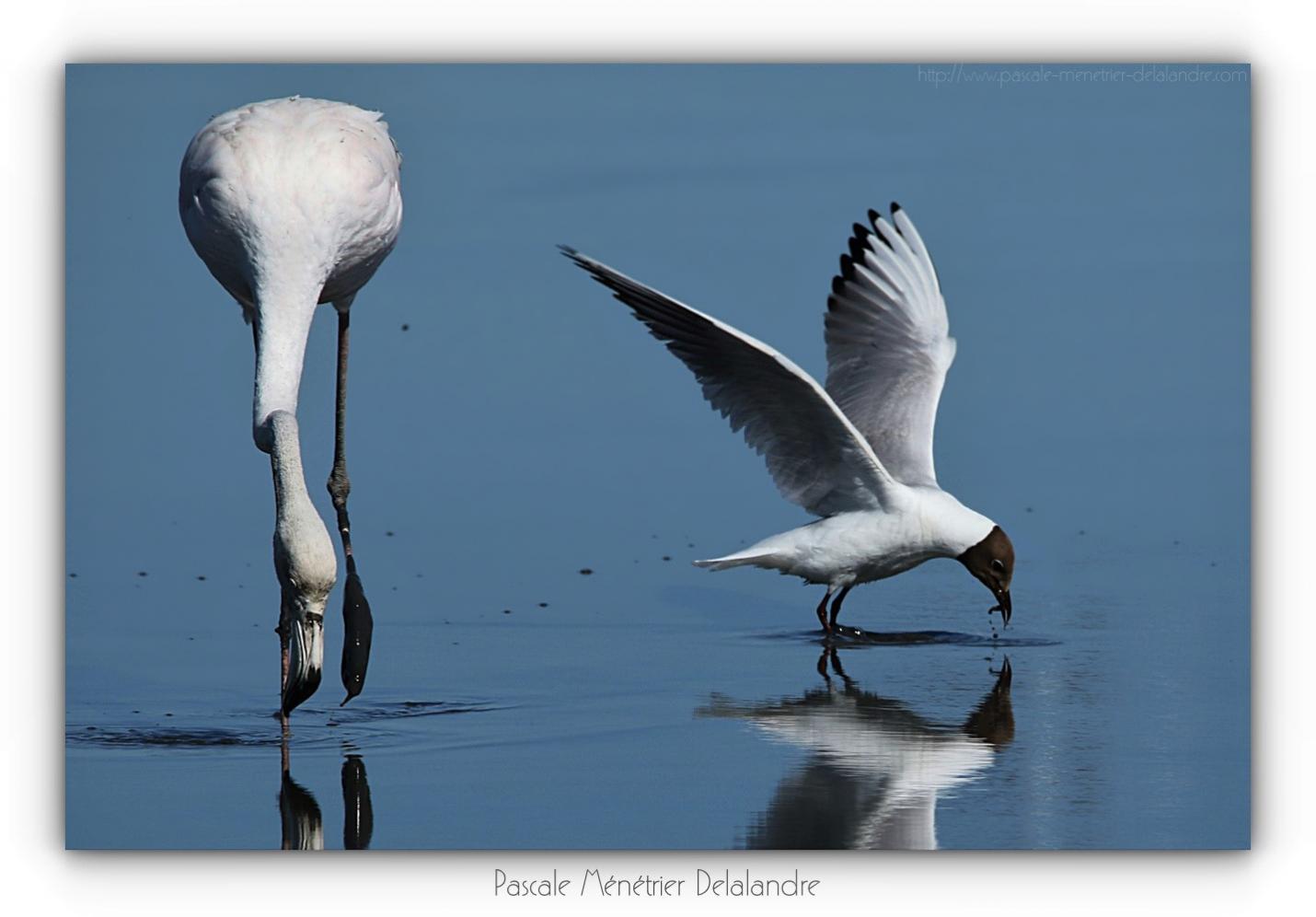 Repas d'un Flamant rose et d'une Mouette rieuse
