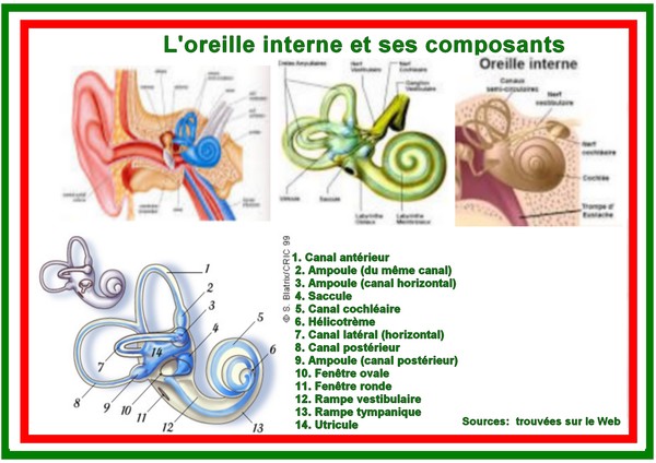 Les Oreilles/Le Nez