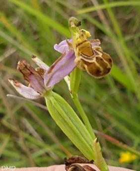 Ophrys apifera - ophrys abeille