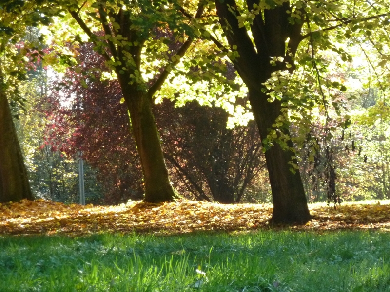 commandements de l'arbre