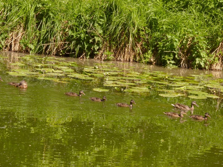 Famille de canards