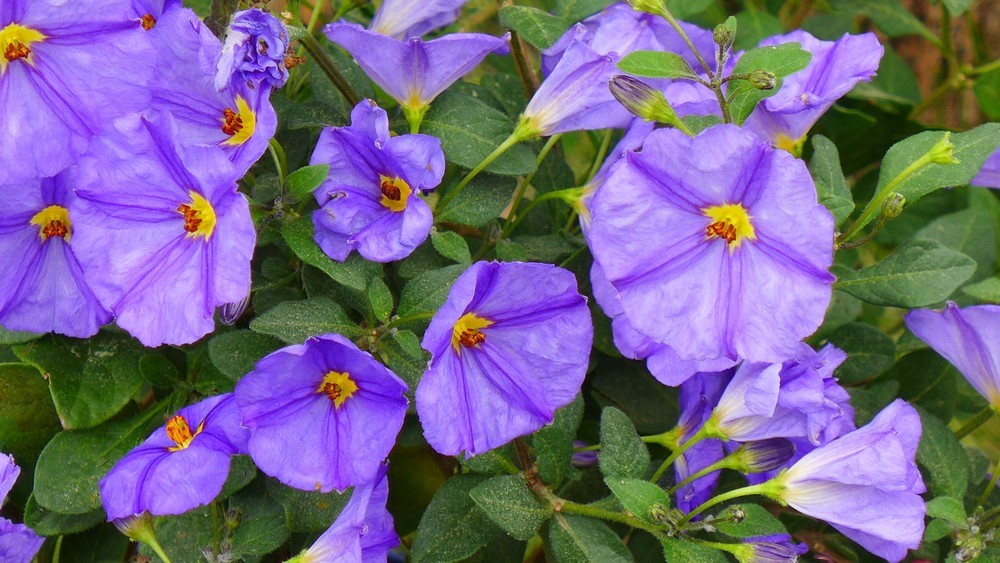 Mon nouveau solanum bleu...