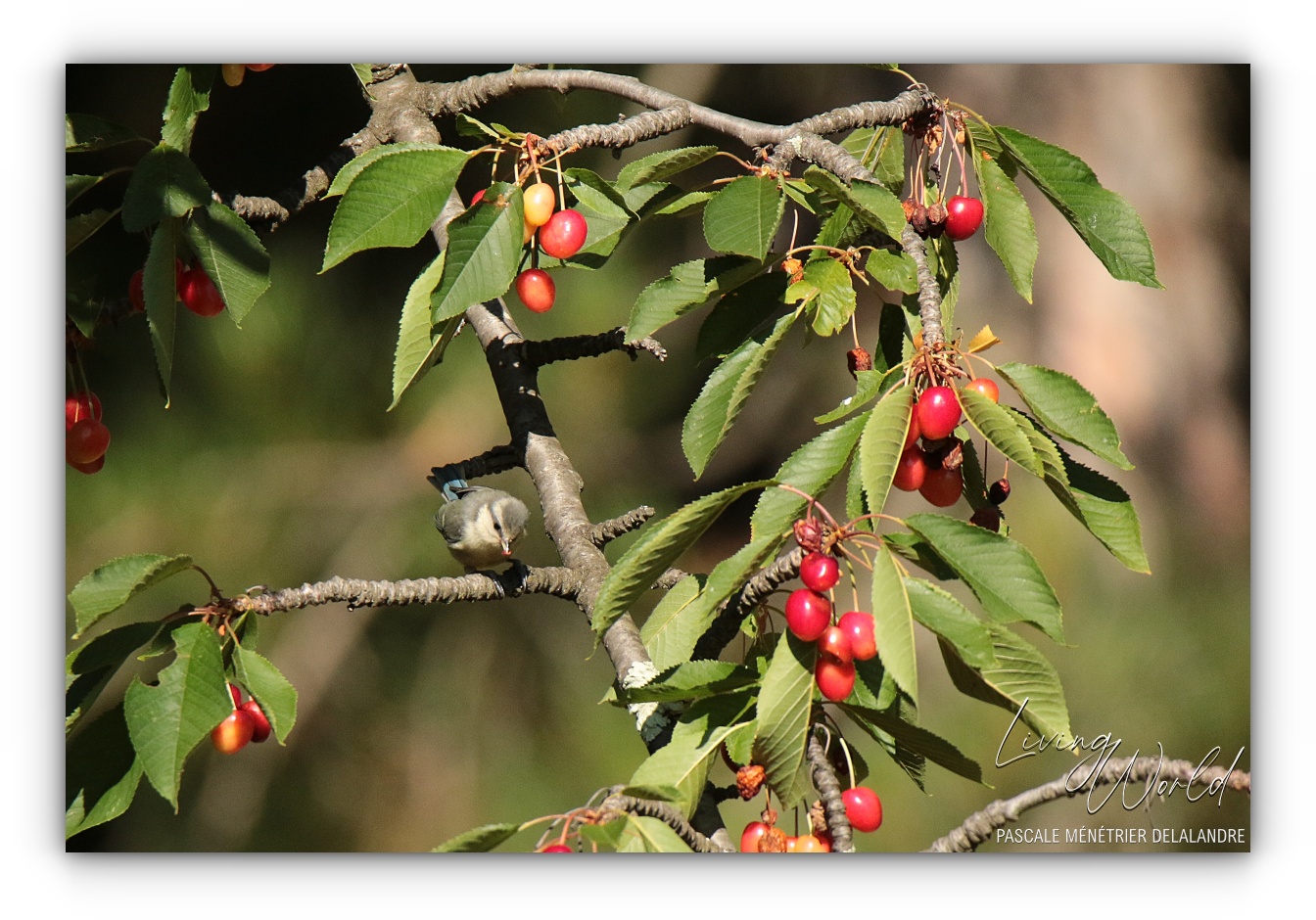 Le temps du partage des Cerises...