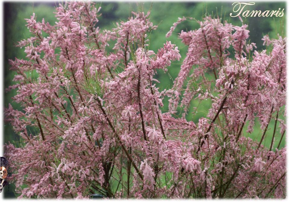 Les premières fleurs de mai 