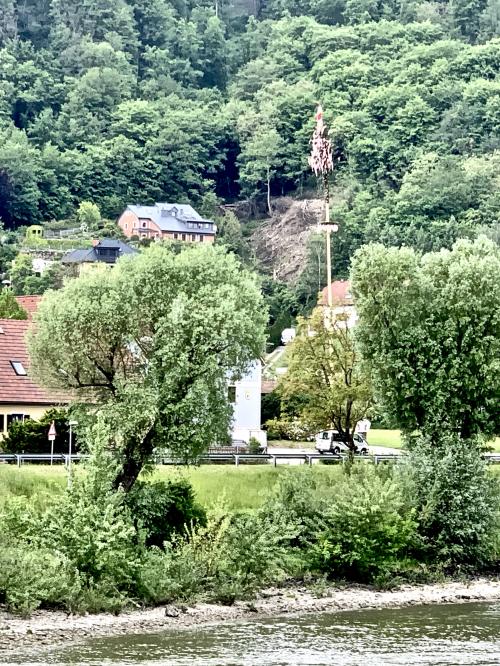 La tradition de l'arbre de mai