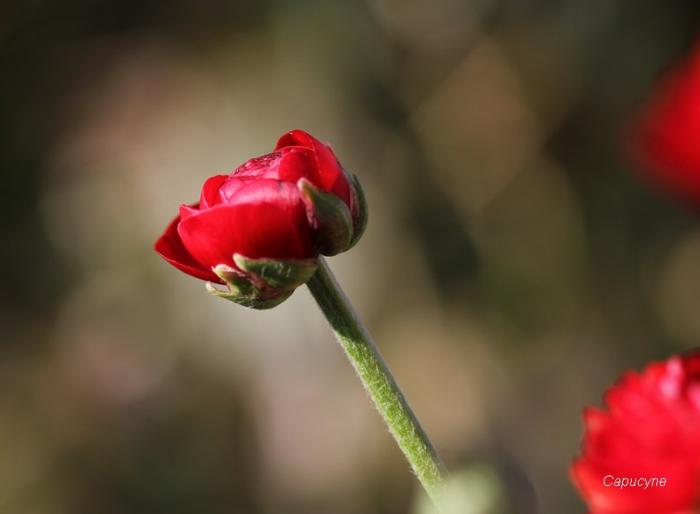 Fleurs de saison...suite