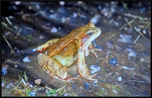 Un diaporama de Jean Ponsignon sur la Nature Châtillonnaise