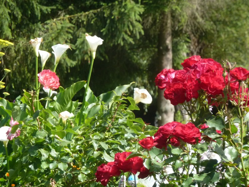 "Havre de paix" ... aux Hortillonnages ...