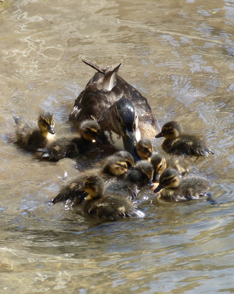 Majots, Engoulvent, Motte