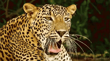Exposé sur le jaguar