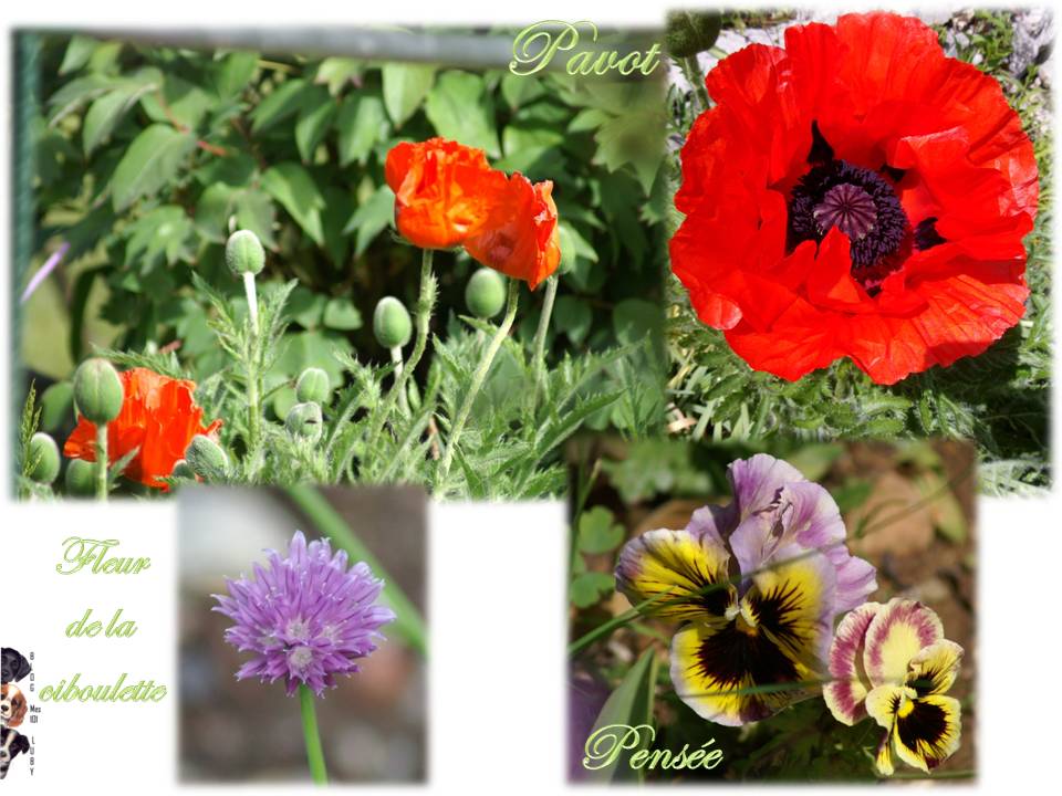 Les premières fleurs de mai 