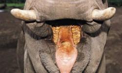 Le bain de l'éléphant 1.