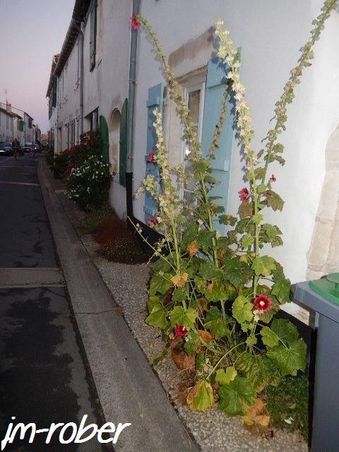 Ile de Ré :Suite de mon séjour sur l'ile - 3/3