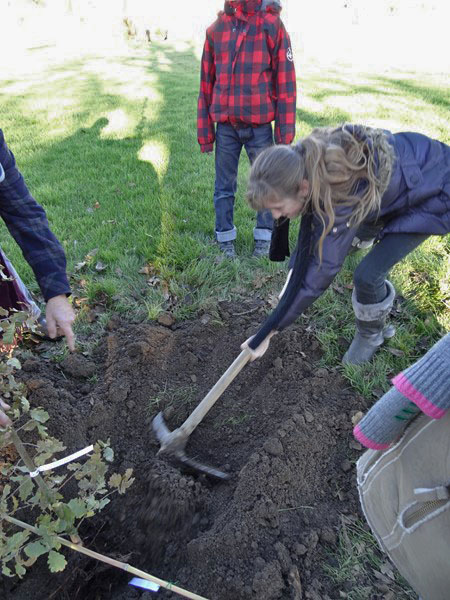 Plantation d'un arboretum à la Maison de la Forêt