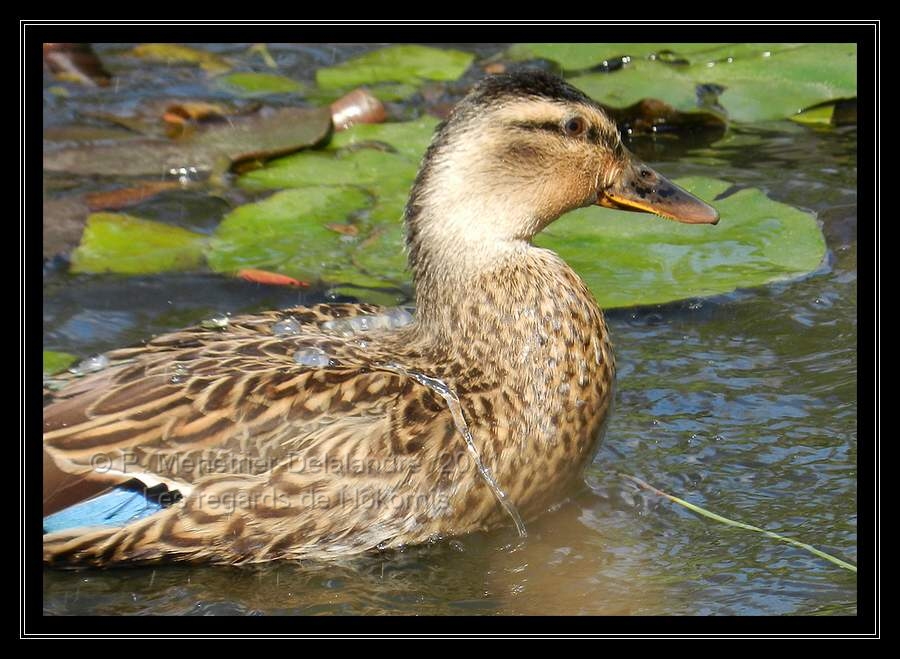 Nosh m'a offert un moment de jeux d'eau...
