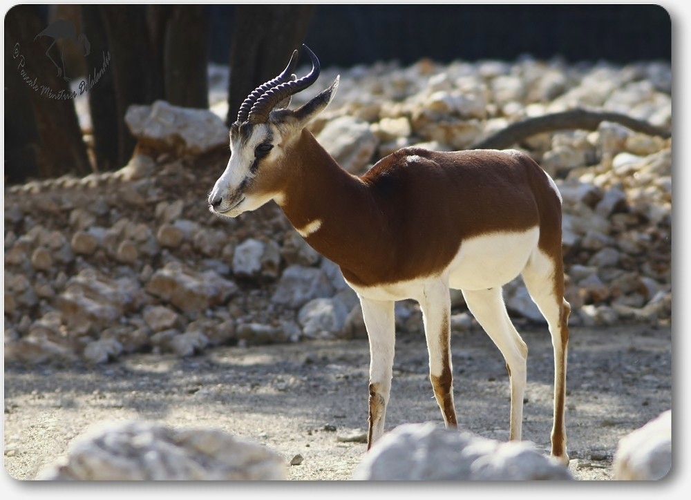 Gazelles de Mhorr au parc Darwin de Montpellier...