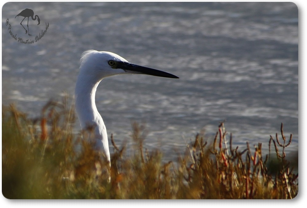 Aigrette Garzette...
