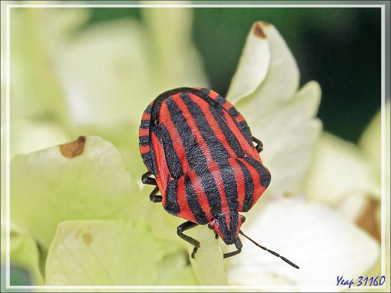 Punaise arlequin, Graphosome rayé, Italian Striped-Bug, Minstrel Bug (Graphosoma lineatum) - Lartigau - Milhas - 31