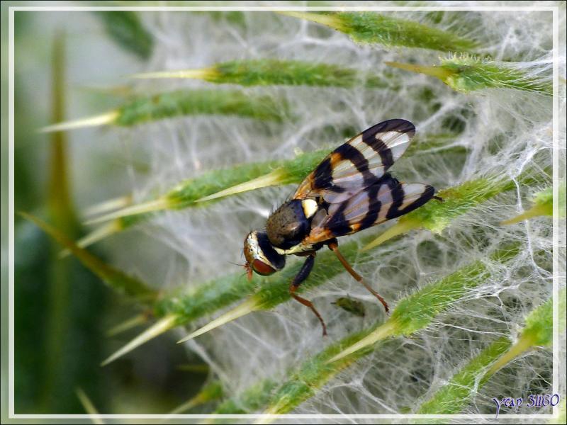 Mouche Tephritide mâle (Urophora sp, probable congrua) sur Cirse laineux - Artiga de Lin - Es Bordes - Val d'Aran - Espagne