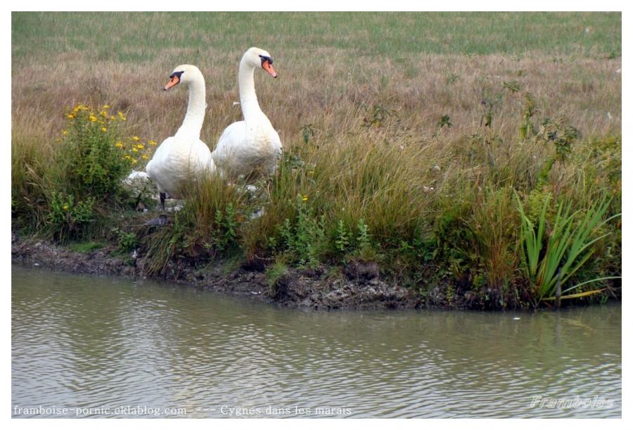 Cygnes dans le marais breton