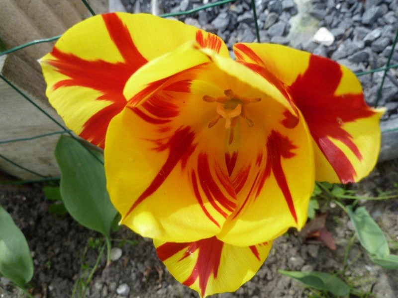 tulipe 