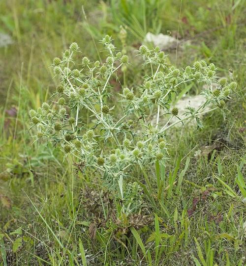 Fleurs cultivées : Panicaut