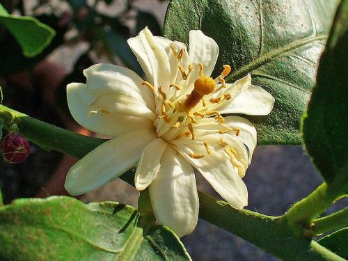 Arbre fruitier  ; Citronnier