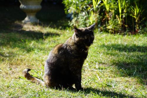 un bout de mon jardin