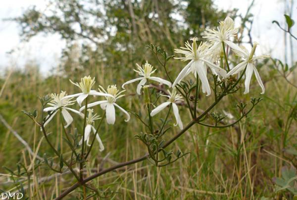 Clematis flammula  -  clématite brûlante