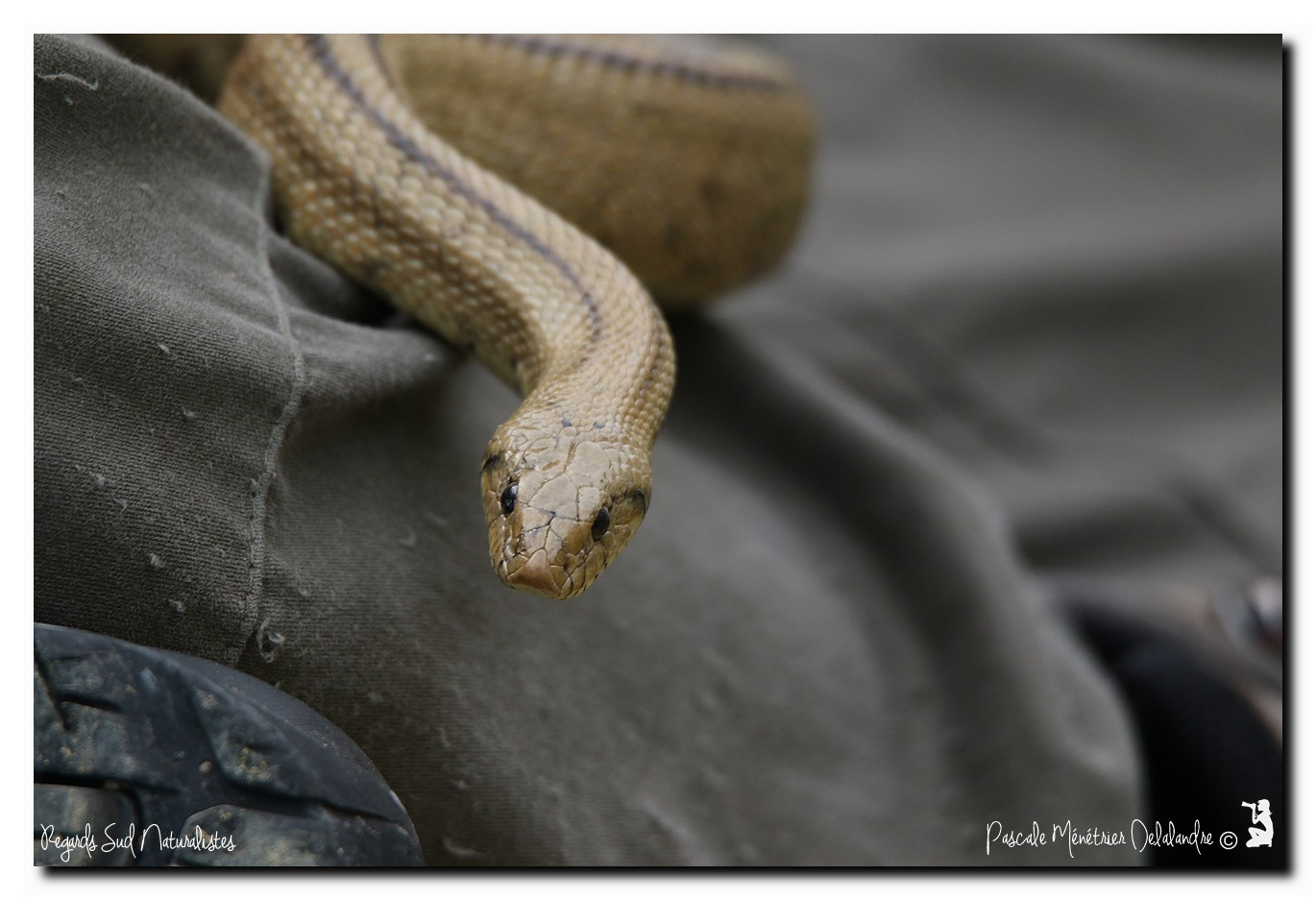 Couleuvre à échelons - Rhinechis scalaris (la femelle)