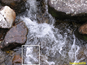 LES EMANANTS ANIMAUX 2