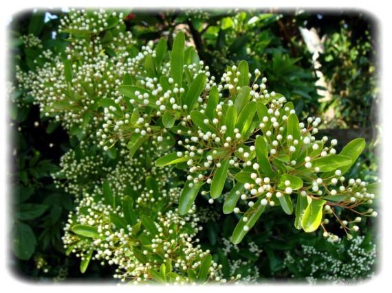 Le Pyracantha du jardin 