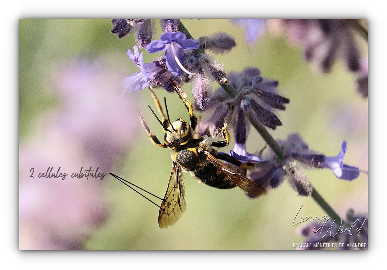 Anthidium florentinum (Mégachile)