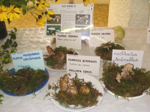 L'exposition mycologique à Châtillon sur Seine