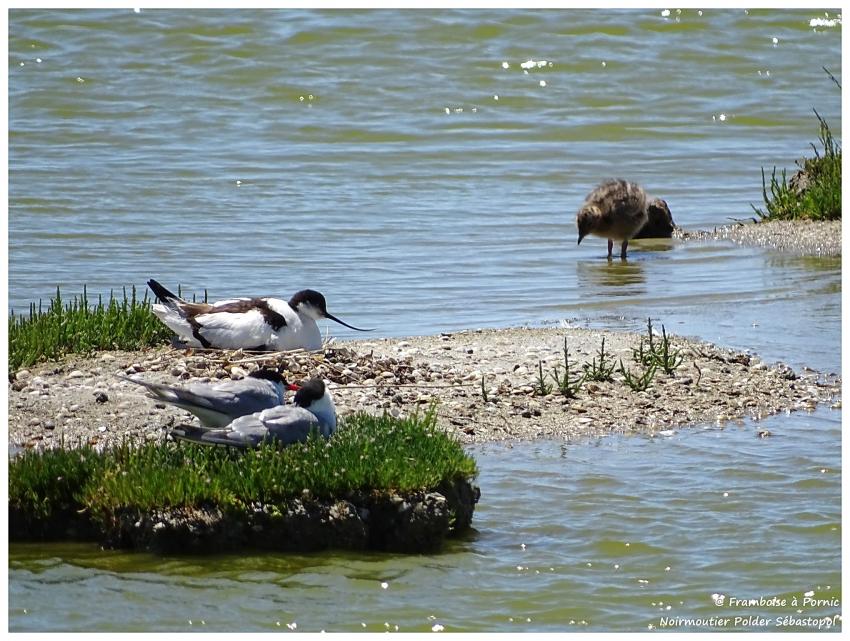 sterne pierregarin au nid , bébé mouette, Avocette au nid