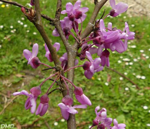 Cercis siliquastrum  -  arbre de Judée