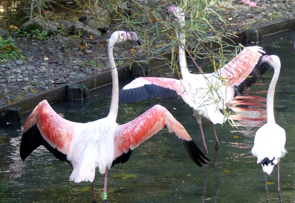 Haaaaaaaa.... lloween ! 