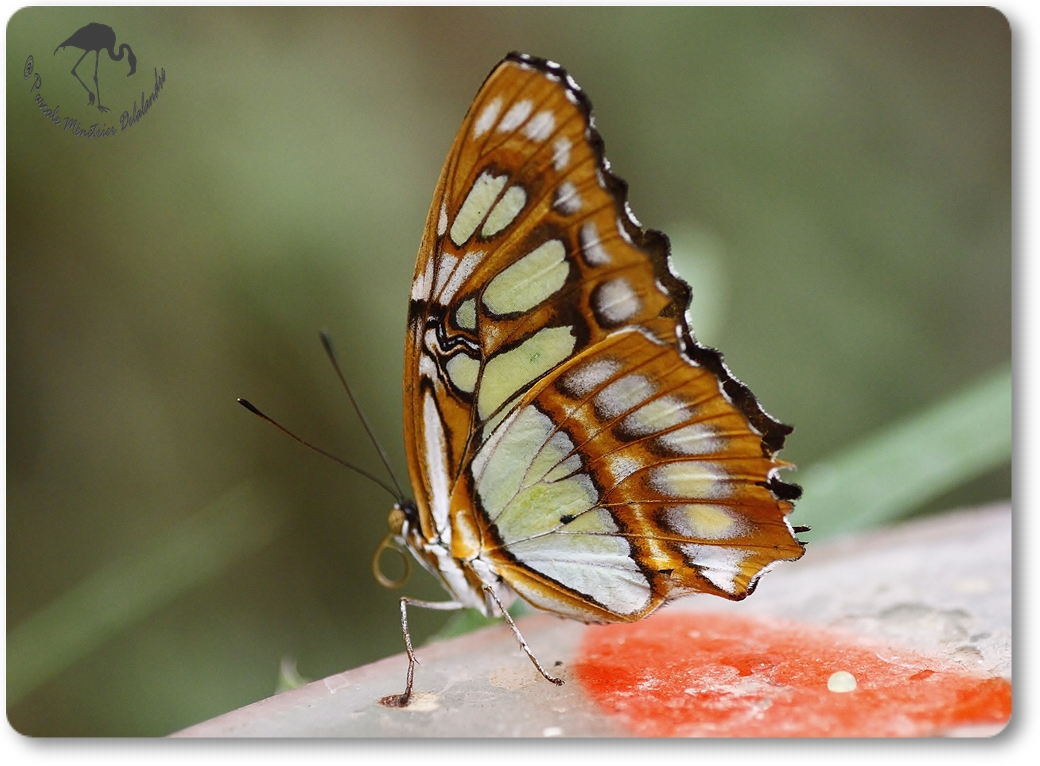Siproeta steneles - Nymphalidae (Costa Rica)