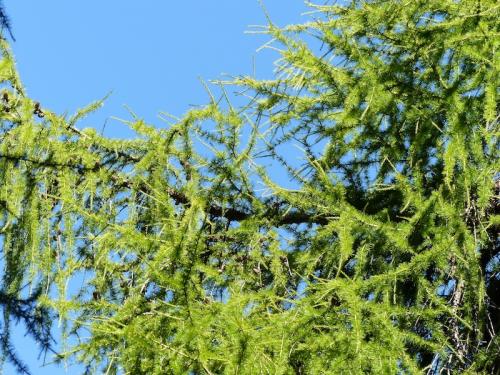 Col Bas (St Jean-Montclar)