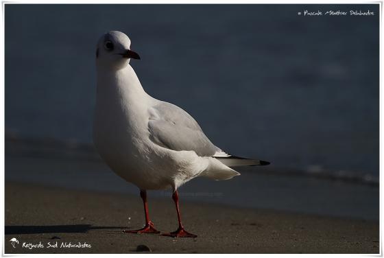 Mouette rieuse