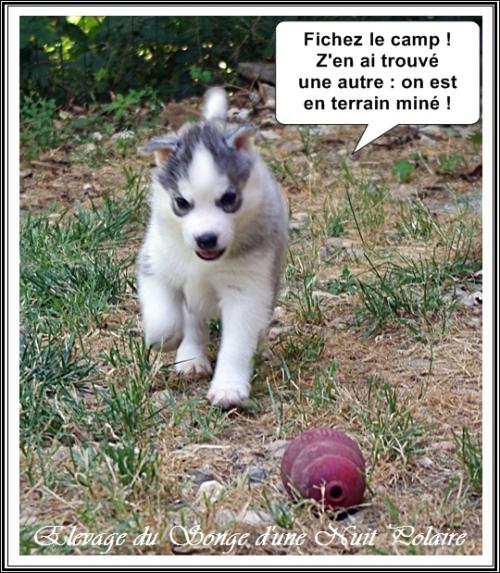 Portée de Nouchka (23 juillet 2019)